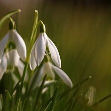 Flowers, snowdrops, White