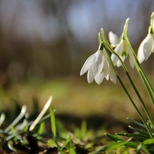 Flowers, snowdrops, White