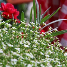 White, Flowers