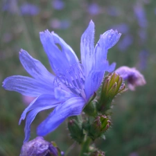 Flowers, chicory, Wildflowers