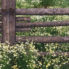 Flowers, Fance, wooden