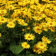 Doronicum, Yellow, Flowers