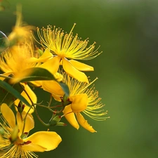 Flowers, St. John