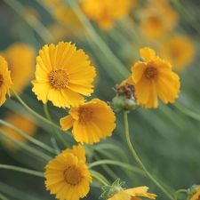 Flowers, Calliopsis, Yellow