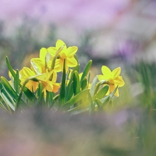 Flowers, Daffodils, Yellow