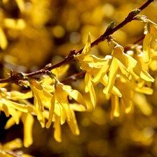 Flowers, forsythia, Yellow