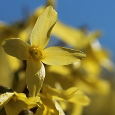 Flowers, forsythia, Yellow