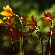 Flowers, lilies, Yellow