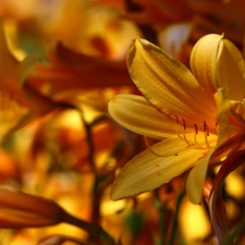 lily, Yellow