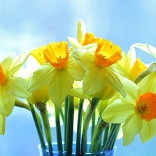 narcissus, Yellow Flowers