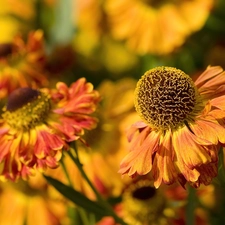 orange, Flowers, Helenium, Yellow