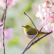 Twigs, Flowers, Zosterops, Flourished, Bird