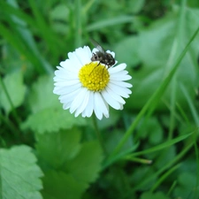 fly, cuckooflower, Bitter