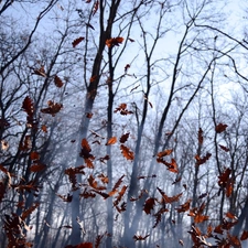 Fog, autumn, falling, Leaf, forest