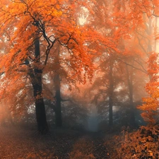 Fog, autumn, trees, viewes, forest