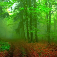 Fog, autumn, trees, viewes, forest