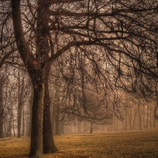 viewes, Park, Fog, autumn, Leaf, trees