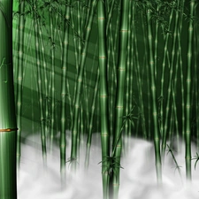 Fog, stems, bamboo