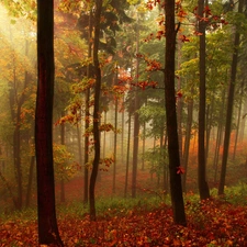 Fog, autumn, forest