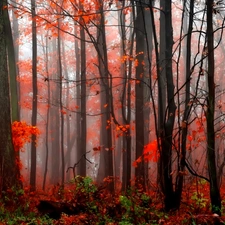 Fog, autumn, forest
