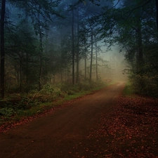 forest, Leaf, Fog, Way