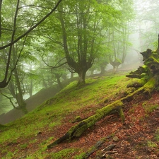 forest, viewes, Fog, trees