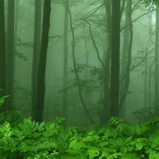 forest, Fog