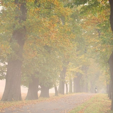 Fog, Horse, trees, viewes, Way