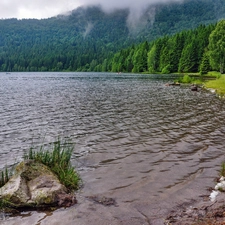 lake, forest, Fog, coast