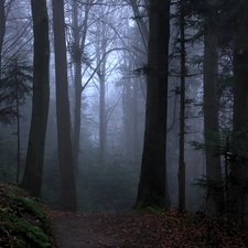 Fog, forest, Path