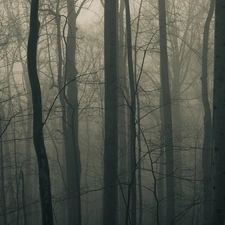 trees, dark, Fog, viewes