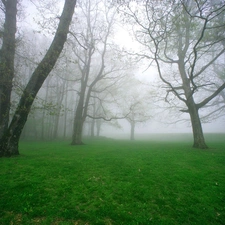 trees, grass, Fog, viewes