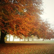 trees, Leaf, Fog, viewes