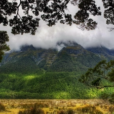 Fog, Mountains, woods