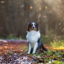 Way, Australian Shepherd, forest