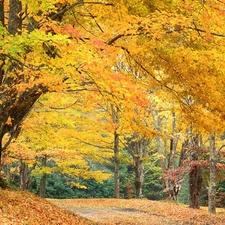 Autumn, forest