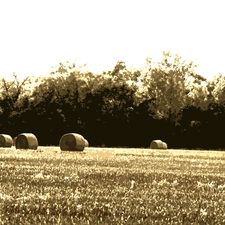 Bele, Field, forest, hay