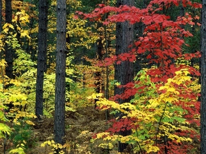 forest, Autumn, Colours