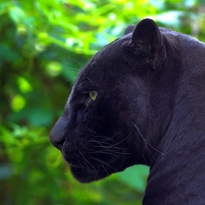forest, black, Panther