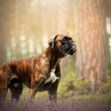 dog, heathers, forest, boxer