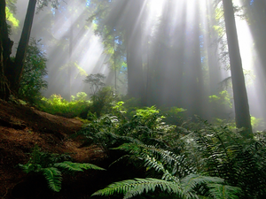 Fern, forest