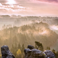 forest, Fog, trees, viewes, rocks