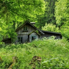 forest, wooden, house