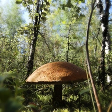 large, Red, forest, Leccinum