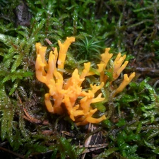 Orange, green, forest, Mushrooms