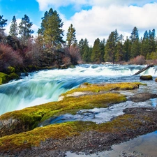 forest, waterfall, River