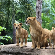 forest, lions, Rocks