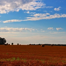 forest, Sky, Hay, Field, Bele