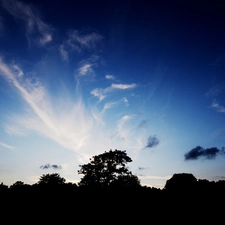 Sky, forest