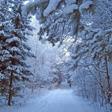 forest, winter, snow